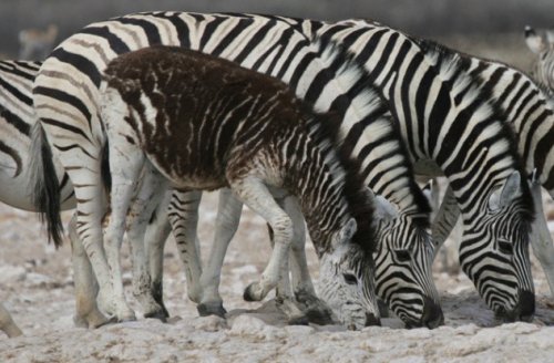 Топ-10: Удивительные цветовые мутации у животных