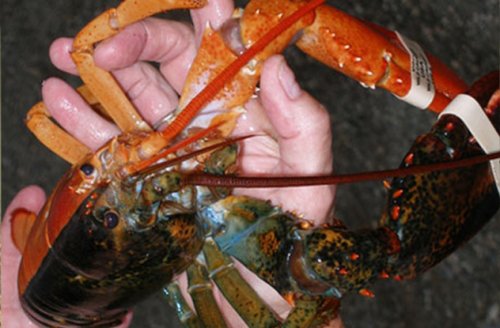 Топ-10: Удивительные цветовые мутации у животных