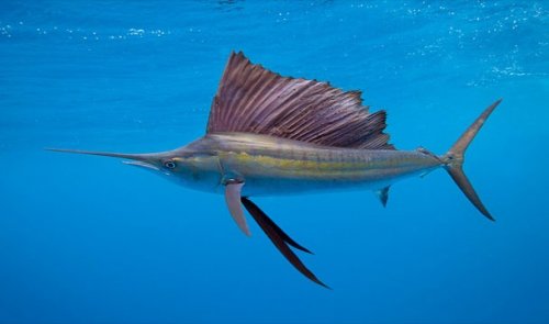 Топ-25 Самых быстрых вещей в мире