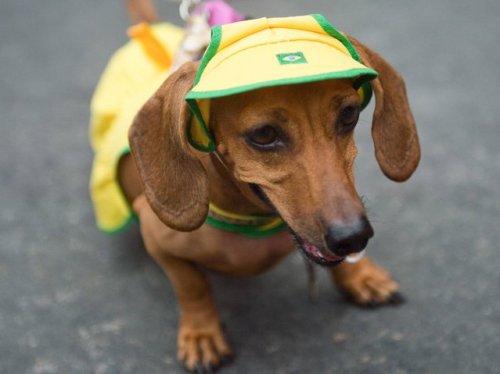 Собачий праздник перед карнавалом в Рио-де-Жанейро (20 фото)