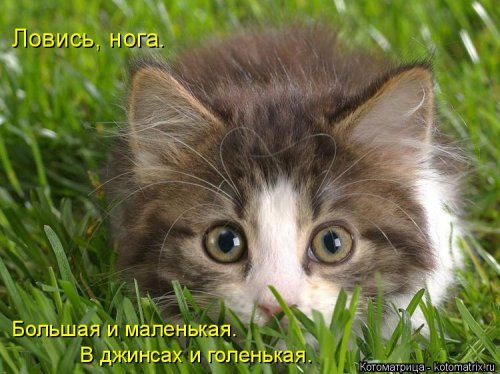 1393005189_novye-kotomatricy-4.jpg