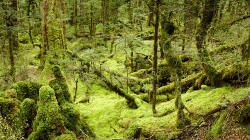 Топ-10 удивительных человек, которые многие годы провели в полной изоляции