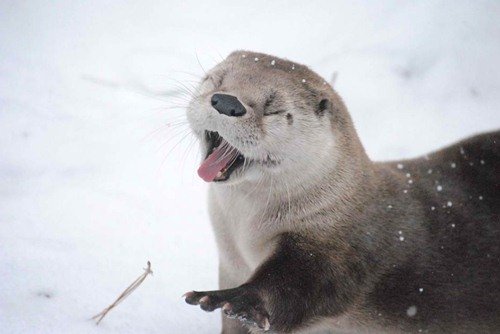 Очаровательные животные в снегу (25 фото)