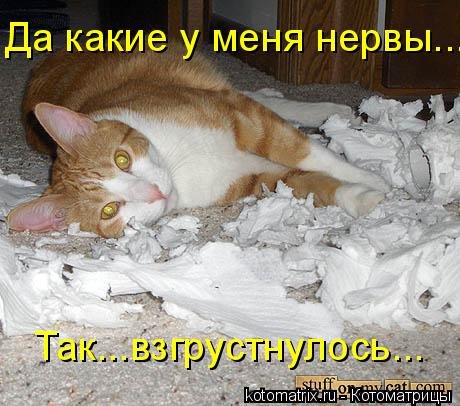 Свежие котоматрицы (31 шт) Свежие котоматрицы (31 шт)