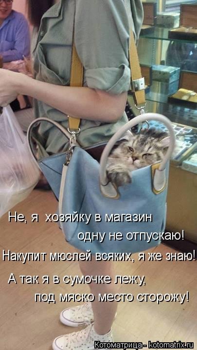 Свежие котоматрицы (31 шт) Свежие котоматрицы (31 шт)