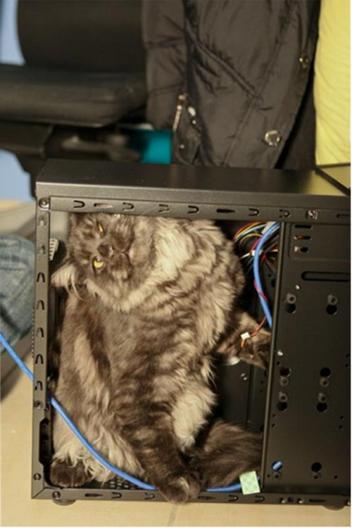 15 Самых уморительных фотографий риччинга