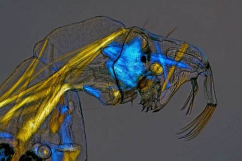 Победители и призёры конкурса микрофотографии от Olympus (25 фото)