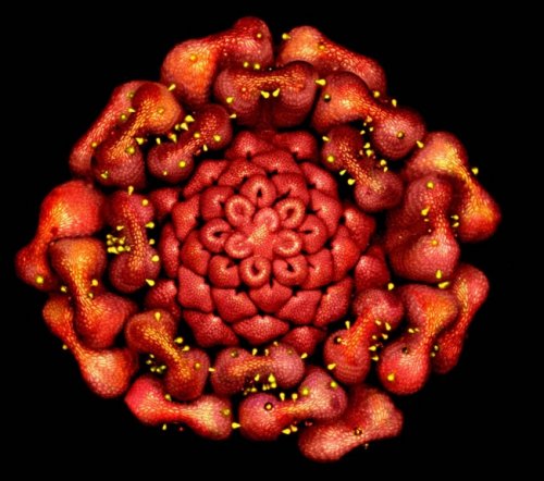 Победители и призёры конкурса микрофотографии от Olympus (25 фото)