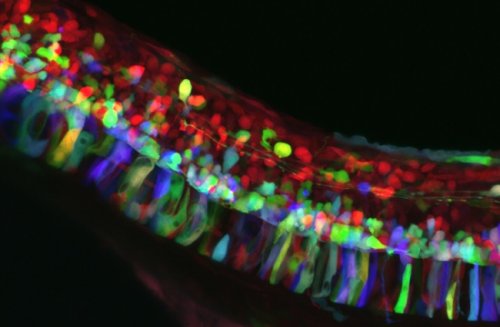 Победители и призёры конкурса микрофотографии от Olympus (25 фото)