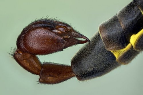 Победители и призёры конкурса микрофотографии от Olympus (25 фото)