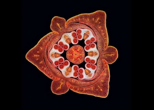 Победители и призёры конкурса микрофотографии от Olympus (25 фото)