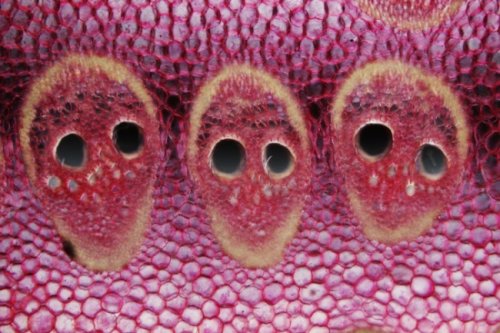 Победители и призёры конкурса микрофотографии от Olympus (25 фото)