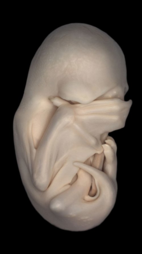 Победители и призёры конкурса микрофотографии от Olympus (25 фото)