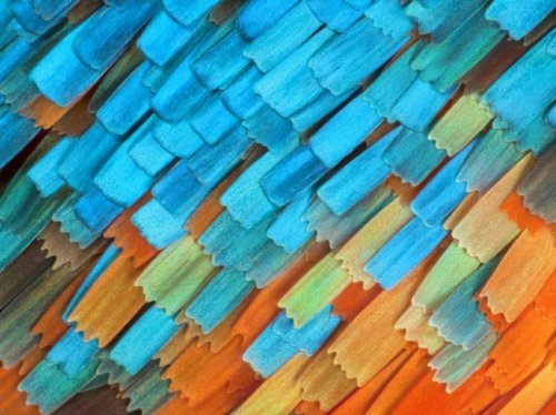 Победители и призёры конкурса микрофотографии от Olympus (25 фото)