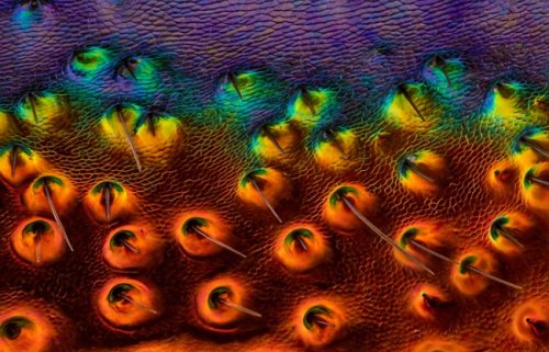 Победители и призёры конкурса микрофотографии от Olympus (25 фото)