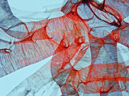 Победители и призёры конкурса микрофотографии от Olympus (25 фото)