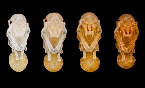 Победители и призёры конкурса микрофотографии от Olympus (25 фото)