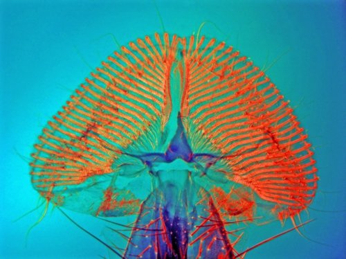 Победители и призёры конкурса микрофотографии от Olympus (25 фото)