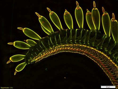 Победители и призёры конкурса микрофотографии от Olympus (25 фото)