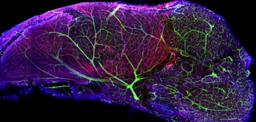 Победители и призёры конкурса микрофотографии от Olympus (25 фото)