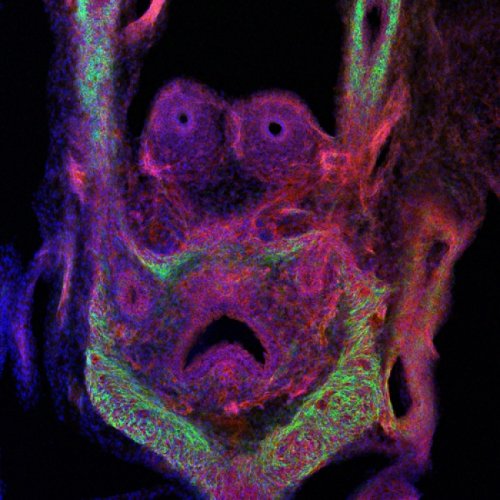 Победители и призёры конкурса микрофотографии от Olympus (25 фото)