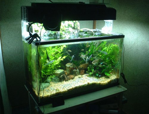 Топ-25 Самых дорогостоящих хобби