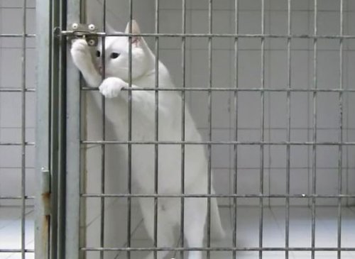 Король побегов