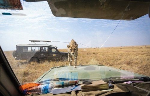  Близкое знакомство с молодым гепардом на сафари (9 фото) 