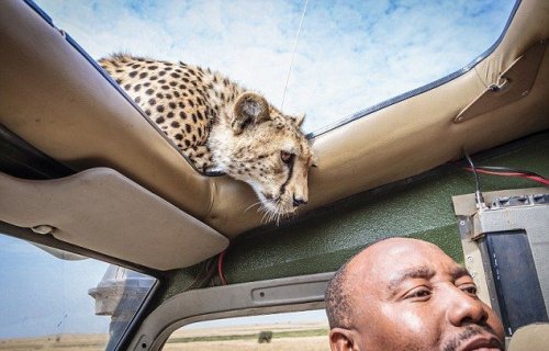 Близкое знакомство с молодым гепардом на сафари (9 фото)