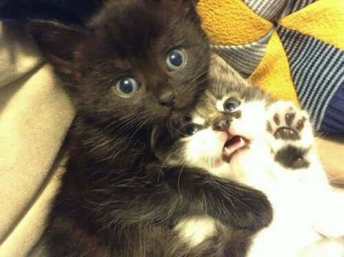 Прикольные фото и забавные картинки (41 шт)