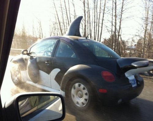 Прикольные фото и забавные картинки (41 шт)