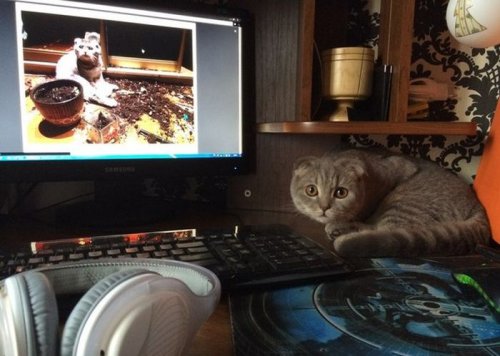 Прикольные фото и забавные картинки (41 шт)