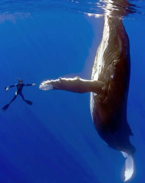 Случайно-удачные фотографии с животными (22 фото)