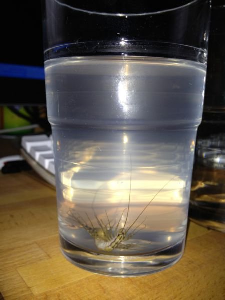 Пожалуй, я пас (24 фото) Пожалуй, я пас (24 фото)