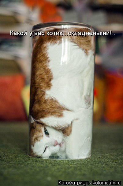 Новая котоматрица недели (34 фото) Новая котоматрица недели (34 фото)