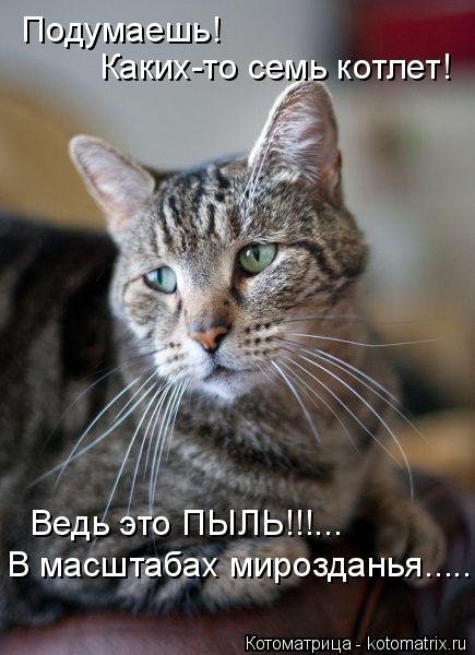 Новая котоматрица недели (34 фото) Новая котоматрица недели (34 фото)
