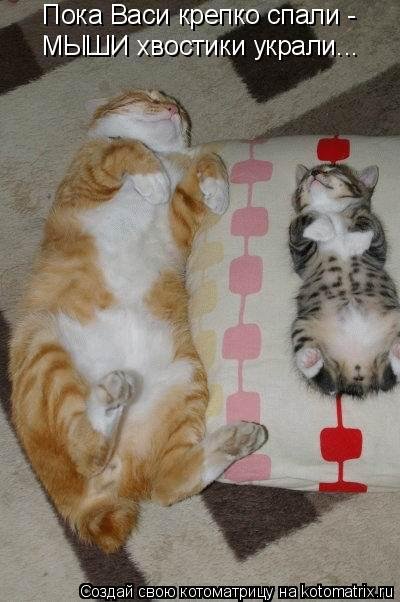 Новая котоматрица недели (34 фото) Новая котоматрица недели (34 фото)