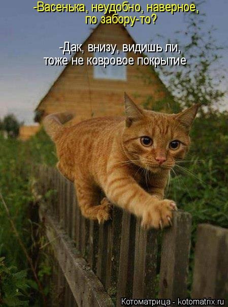 Новая котоматрица недели (34 фото) Новая котоматрица недели (34 фото)