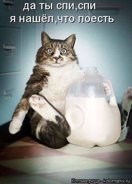 Новая котоматрица недели (34 фото) Новая котоматрица недели (34 фото)