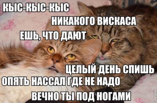 Фото приколы и позитивные картинки (34 шт)