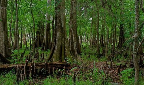 Топ-25 Удивительных историй выживания вопреки всему