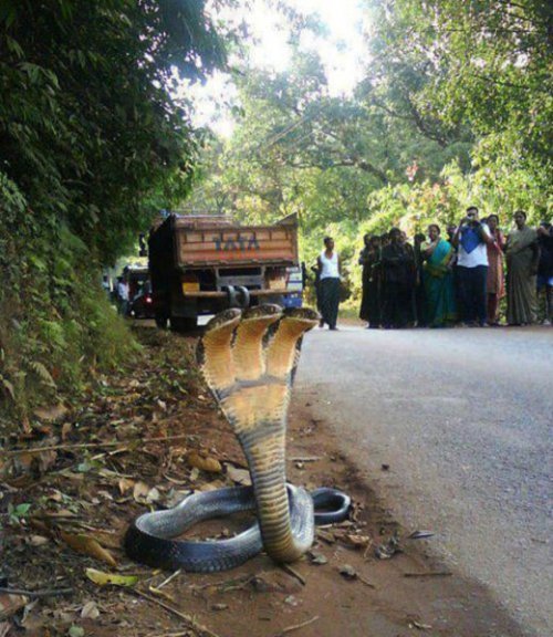 Пожалуй, я пас (24 фото)