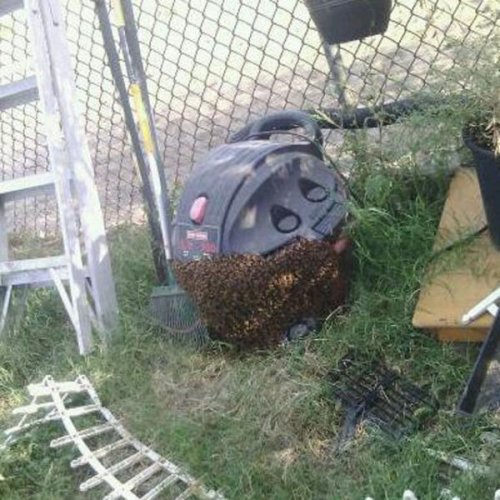 Пожалуй, я пас (24 фото)