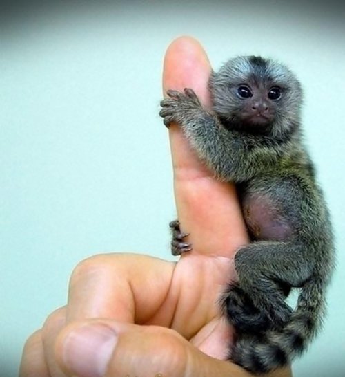 Прелестные детёныши животных (25 фото)