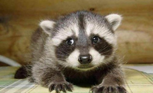 Прелестные детёныши животных (25 фото)