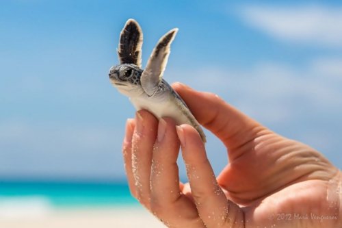 Прелестные детёныши животных (25 фото)