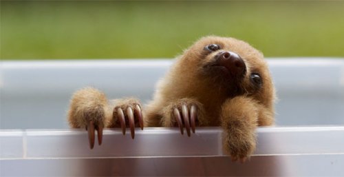 Прелестные детёныши животных (25 фото)