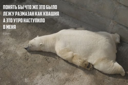 Порошки: Четверостишия с забавной концовкой (20 шт)