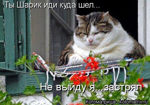 Котоматрица: лучшее за неделю (31 шт) Котоматрица: лучшее за неделю (31 шт)