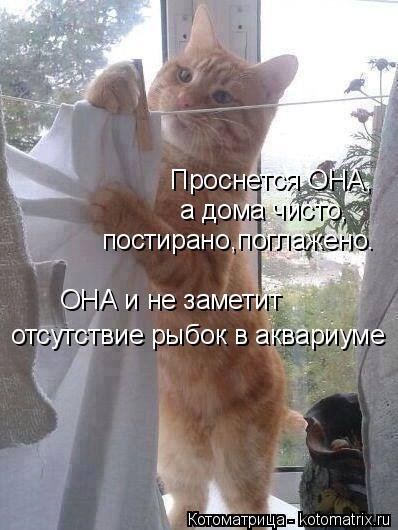 Котоматрица: лучшее за неделю (31 шт) Котоматрица: лучшее за неделю (31 шт)